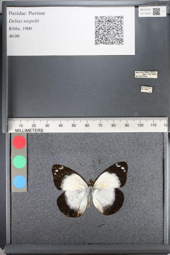 Media type: image;   Entomology 130241